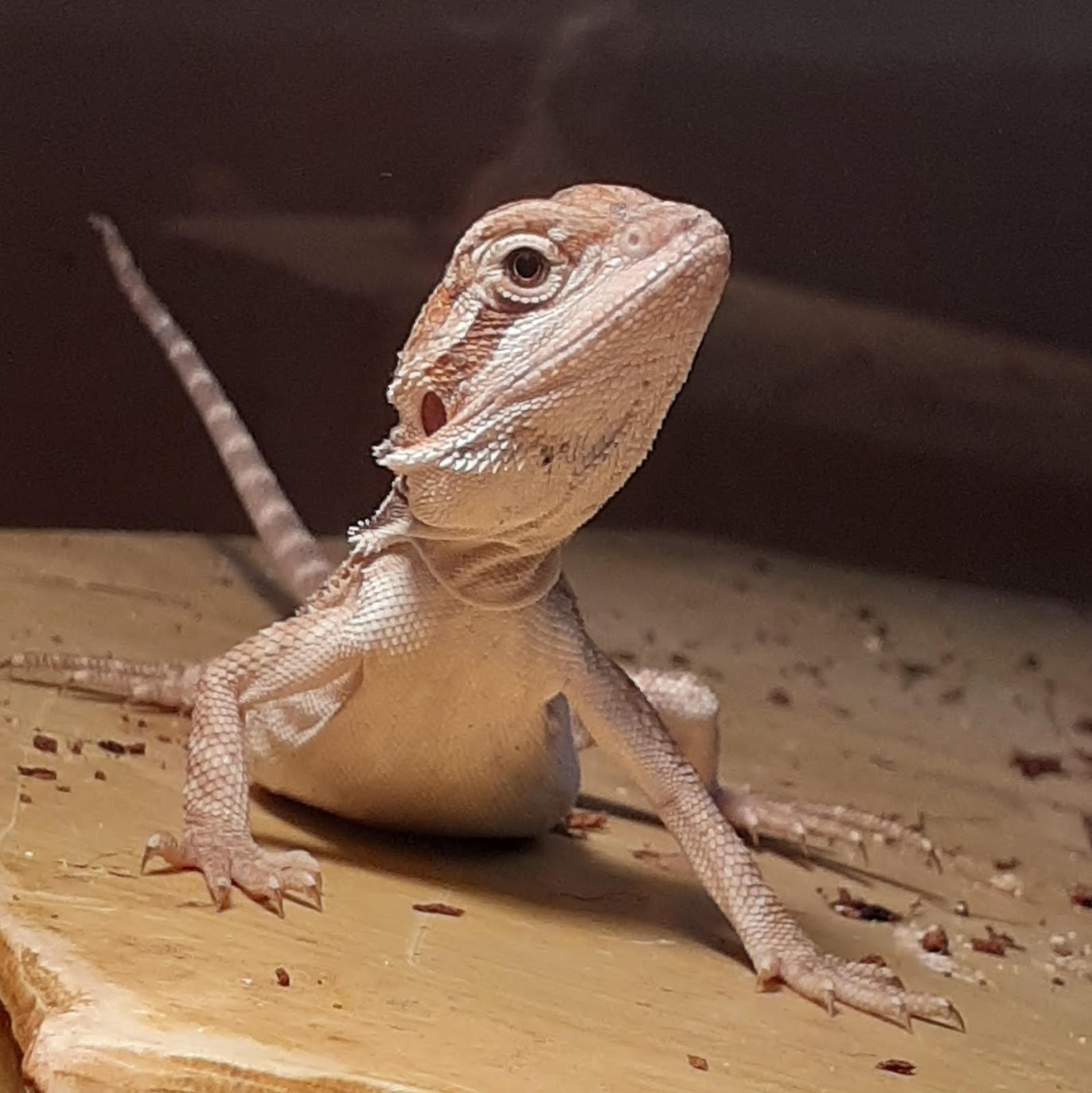 How To Clean Bearded Dragon Tank Accessories