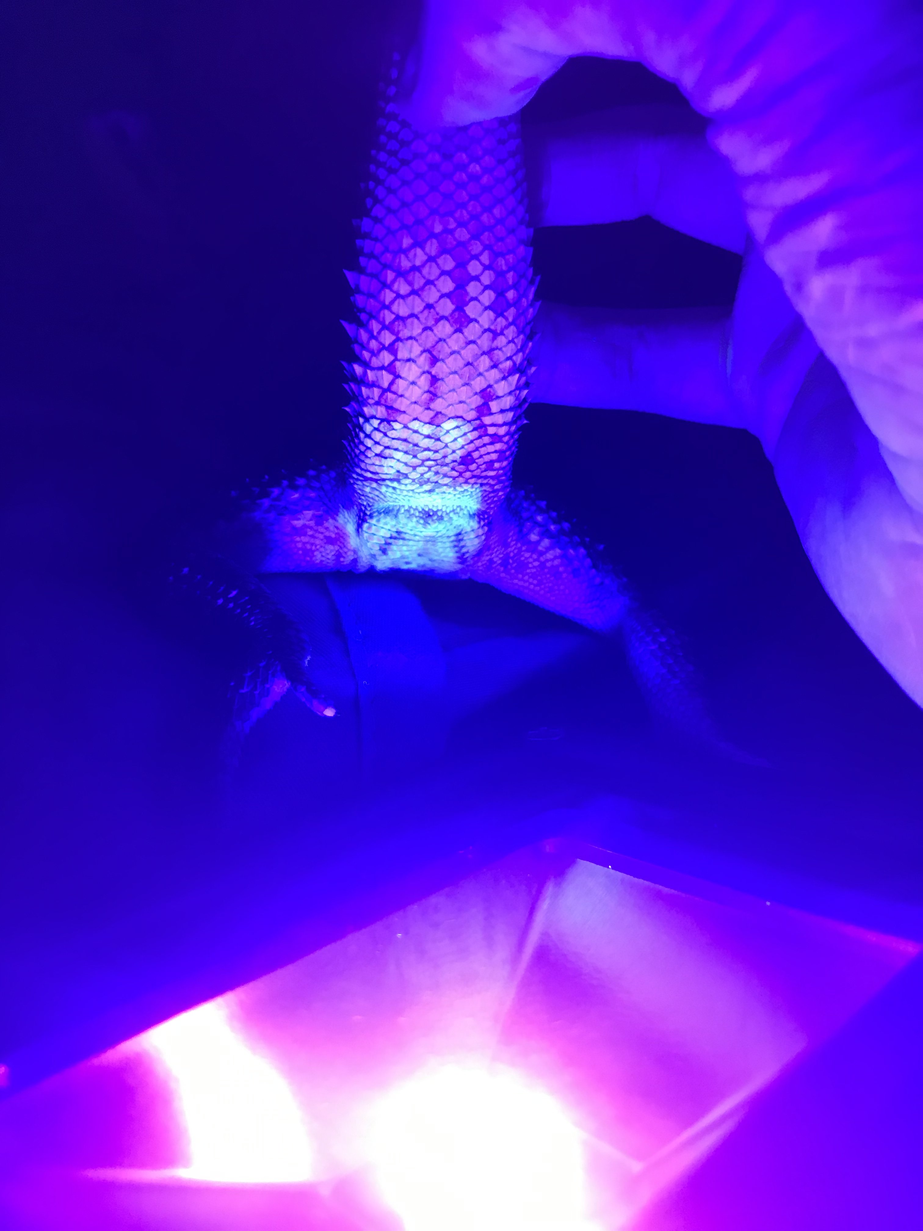 Male or female? I used a black light that I found in my closet last week, let me know ASAP
