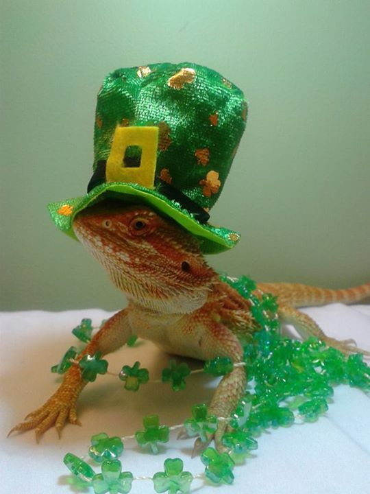 Ready for St. Patrick's Day!