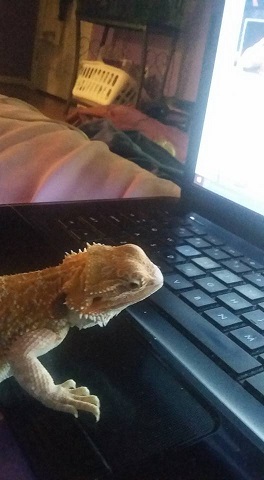 Atlas enjoys being online
