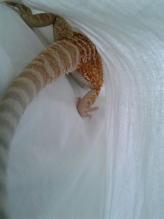 Playing hide and seek in the pillowcase...