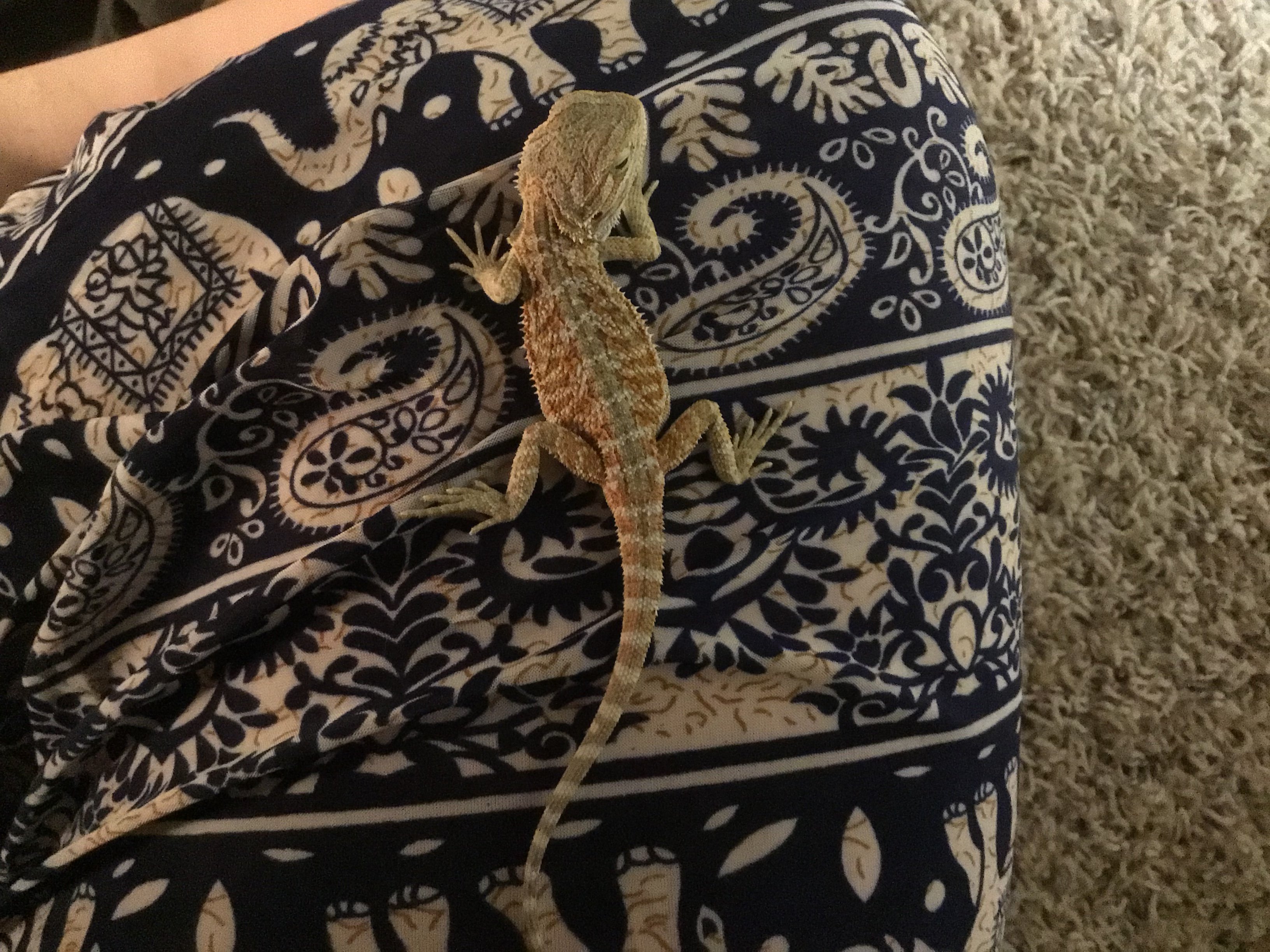 Small baby bearded dragon wont eat and he all skin and bones(what it looks like)
