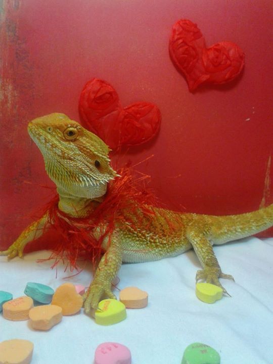 This was my little love on Valentine's Day:)